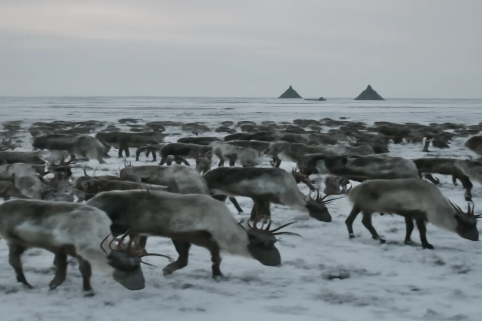 Éleveur nenets et troupeau de rennes dans la toundra arctique russe